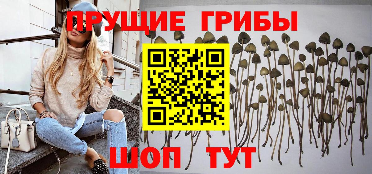 Псилоцибиновые грибы Cubensis Серов